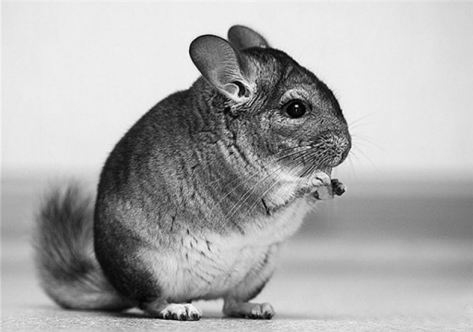 Comment gagner de l'argent en cultivant des chinchillas