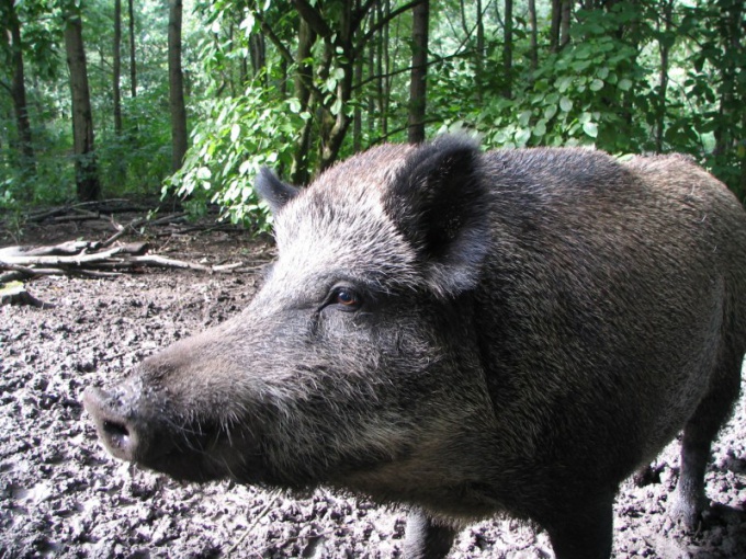 De quoi rêve un animal sauvage?