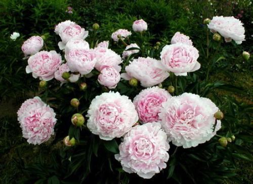 Comment réaliser une magnifique floraison de pivoine