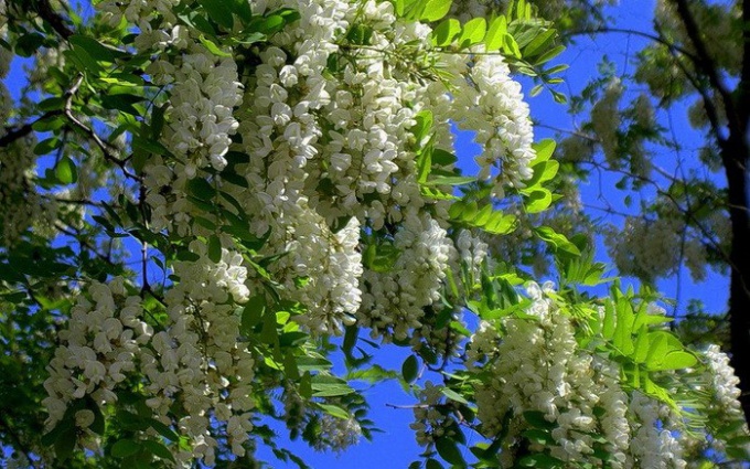 Comment planter l'acacia