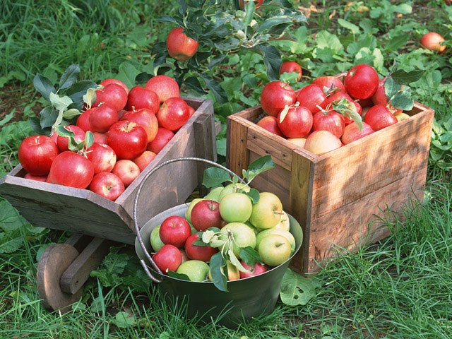 Comment faire des pommes trempées