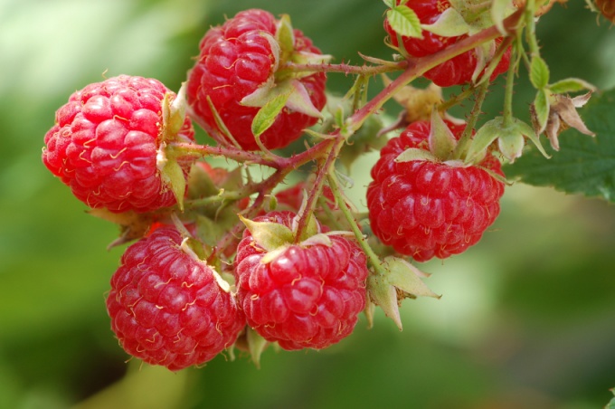 Framboises: propriétés utiles