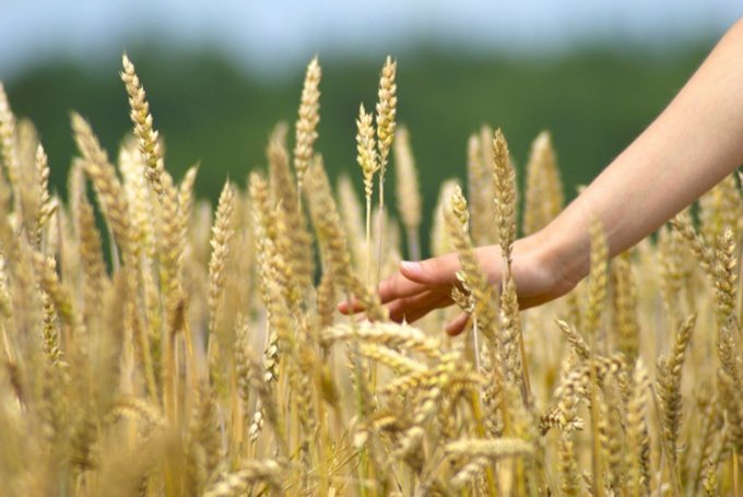 Végétarisme À propos des avantages des céréales