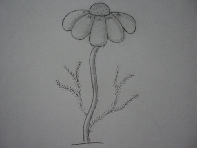 Comment dessiner une marguerite avec un crayon