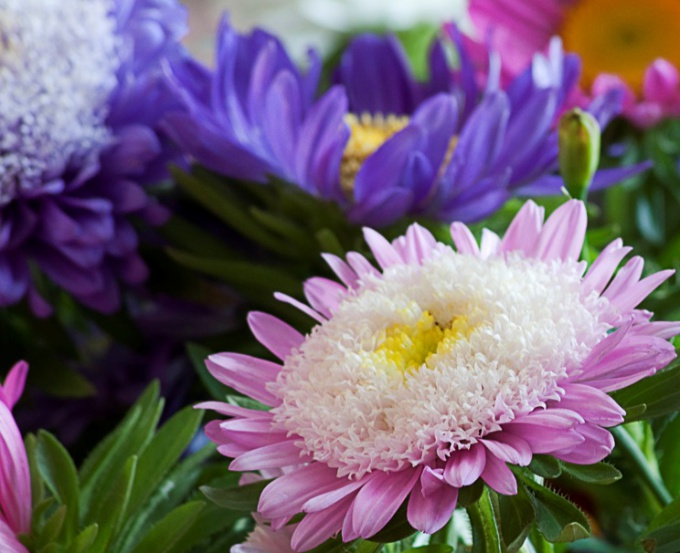 Comment planter des asters annuels