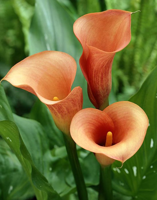 Comment faire du calla à partir de papier ondulé