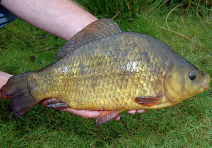 Attraper le crucian au printemps: les règles