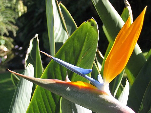 Comment prendre soin des pousses, de sorte que la fleur va fleurir