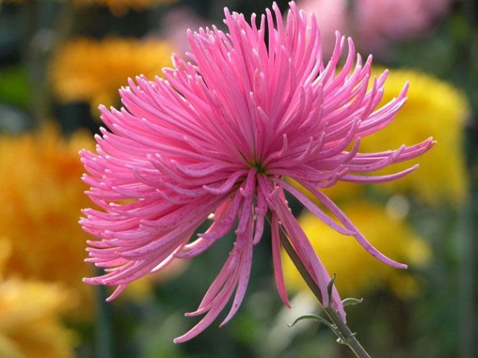 Chrysanthème de perles: une classe de maître 