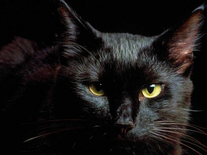 Pourquoi croire que les chats noirs apportent le malheur