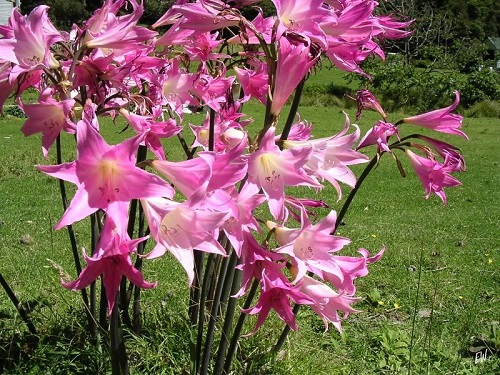 Amaryllis: plantation et soins