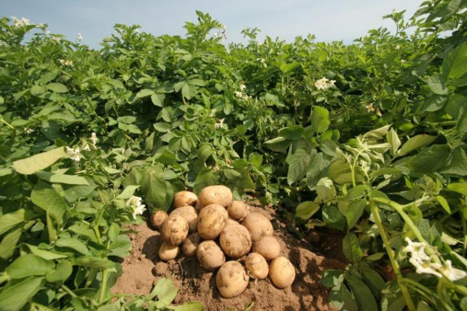 À quelle fréquence devriez-vous arroser les pommes de terre?