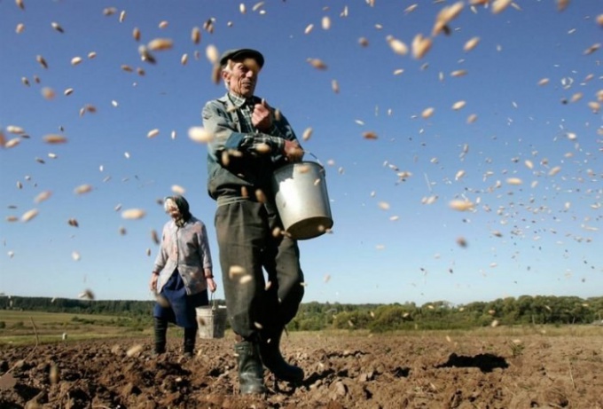 Comment préparer les graines avant de planter