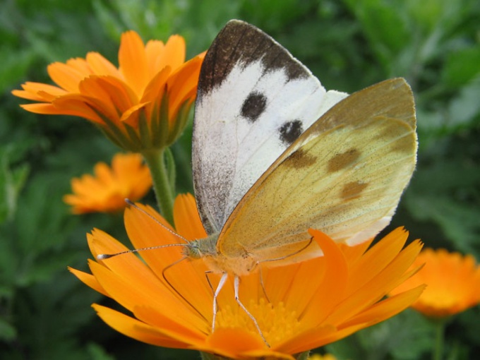 Comment se débarrasser des papillons de chou papillon