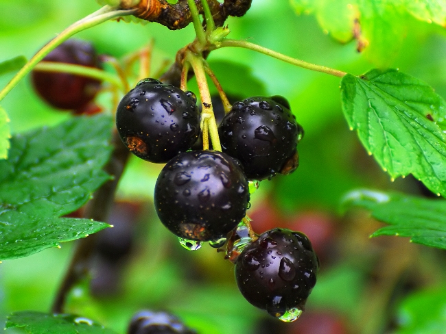 Comment couper un cassis