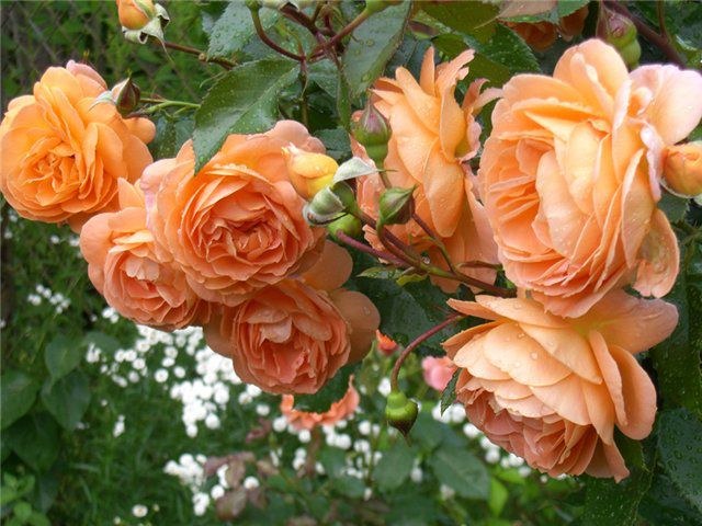 Comment faire pour rogner les roses à l'automne