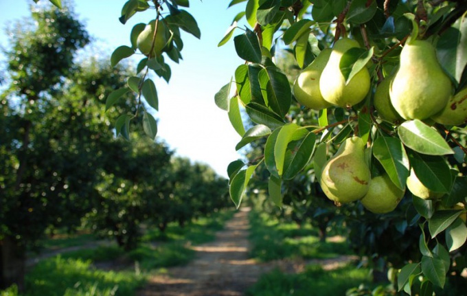 Comment mettre une poire dans le pays