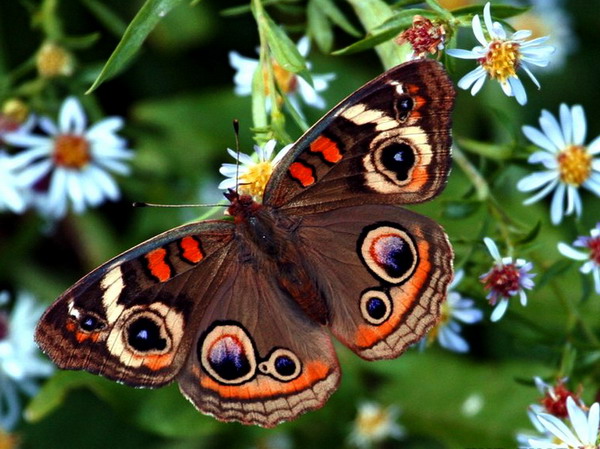 Comment dessiner des papillons au jardin: décorer un lit de fleurs hétéroclite