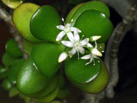 Comment prendre soin d'un arbre d'argent