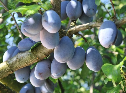 Quel genre de prune est préférable de planter dans les banlieues