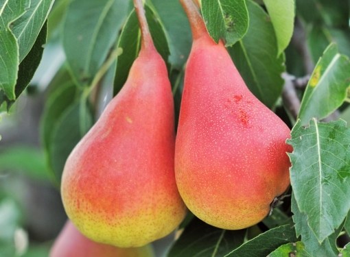 Quel genre de plante de poire dans les banlieues 