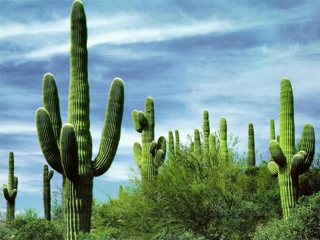 Cactus Saguaro: description, caractéristiques, soins