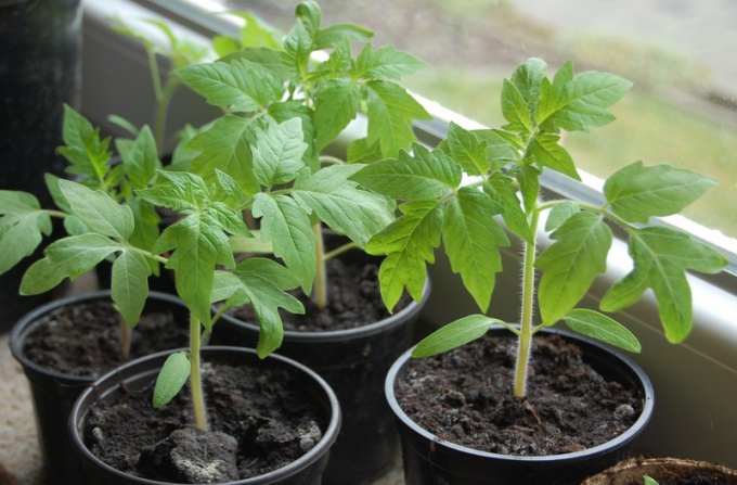 Quand semer des tomates sur les semis