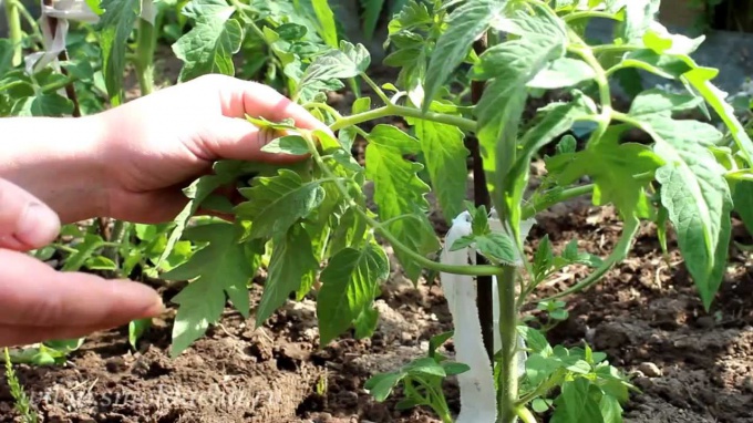 Pasynkovanie: comment fréquenter les tomates correctement