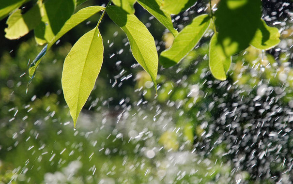 Pourquoi même une petite pluie est beaucoup plus efficace que toute irrigation artificielle?