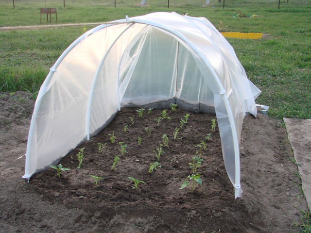 Un moyen facile de faire pousser des plants de tomate