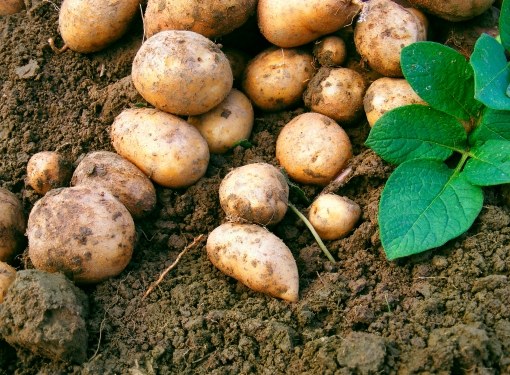 Si les pommes de terre ne sont pas arrosées, une bonne récolte ne peut pas attendre