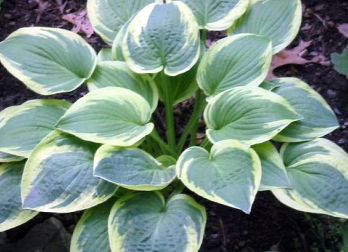 Hosta est un amoureux de l'ombre