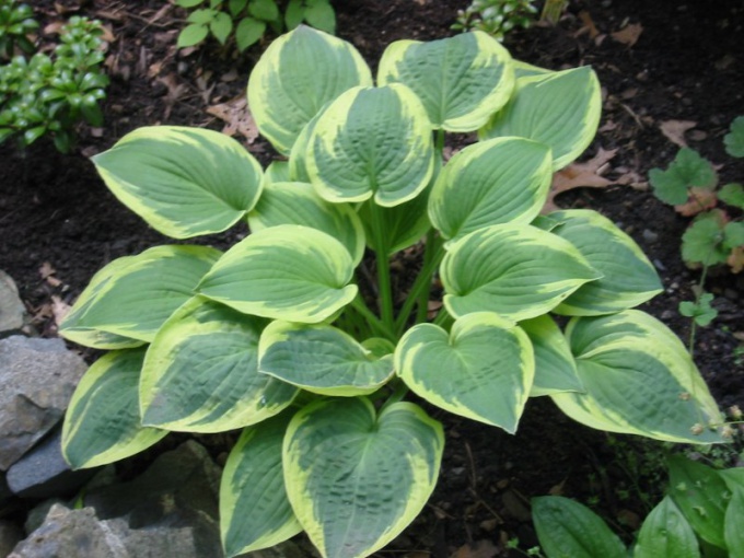 Quelles plantes peuvent être plantées à l'ombre