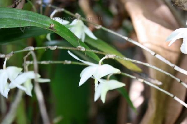 Orchidées inhabituelles (partie 2)