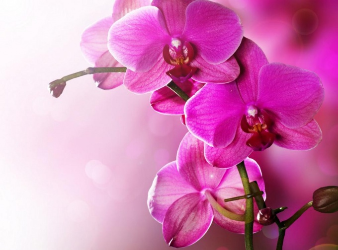 Phalaenopsis: entretien et soin