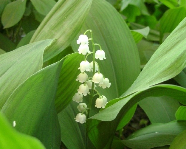 Astuce 1: Pourquoi les fleurs de la Lily-of-the-Valley ne fleurissent-elles pas?