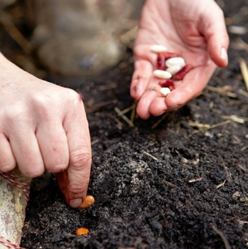 Causes de la mauvaise germination des graines