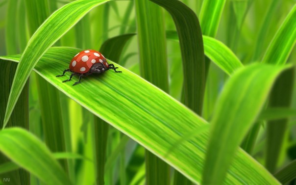 Quelles sont les sciences appelées naturelles