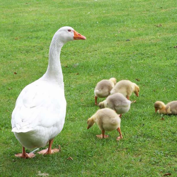 Astuce 1: Où les oies sauvages et les canards s'envolent-ils?