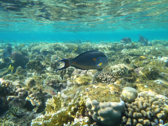 Plonger dans la mer Rouge