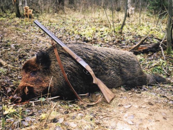 Quel est le nom d'un chasseur sans permis qui viole la loi