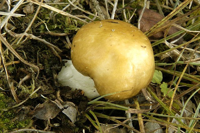 À quoi ressemble le champignon champignon?