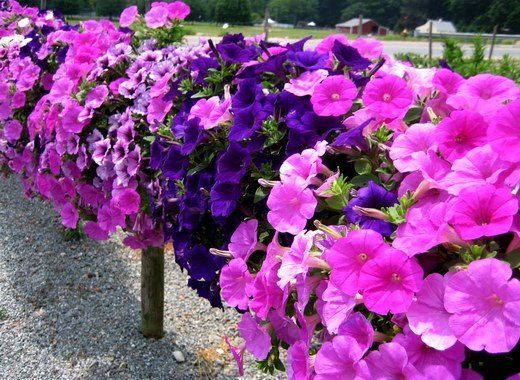 Quelles fleurs fleurissent en juillet