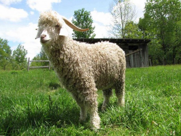 Quels sont les avantages de la laine angora