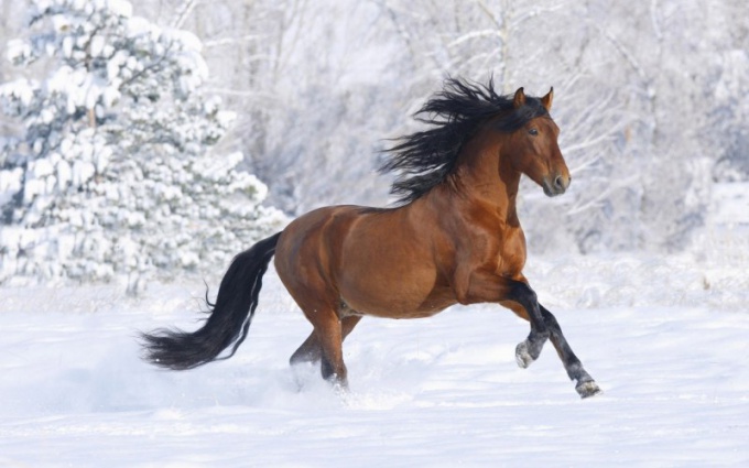 A quelle vitesse le cheval peut-il développer