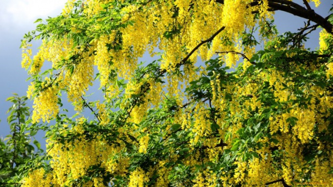 Quand l'Acacia Blossoms