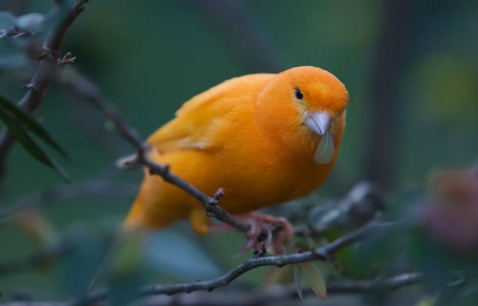 Un objet de chasse fréquent est un canari chantant.