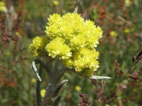 Herbe immortelle: indications, contre-indications