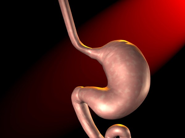 Comment fonctionne l'estomac humain