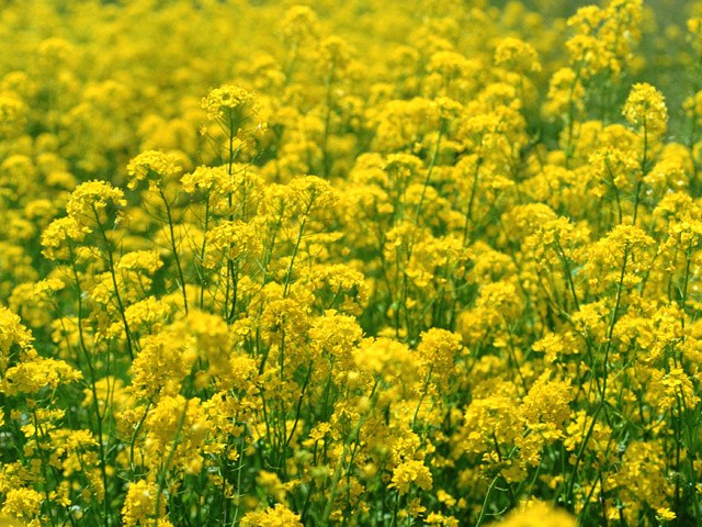 Pourquoi est-il utile de boire de l'huile de lin à jeun?